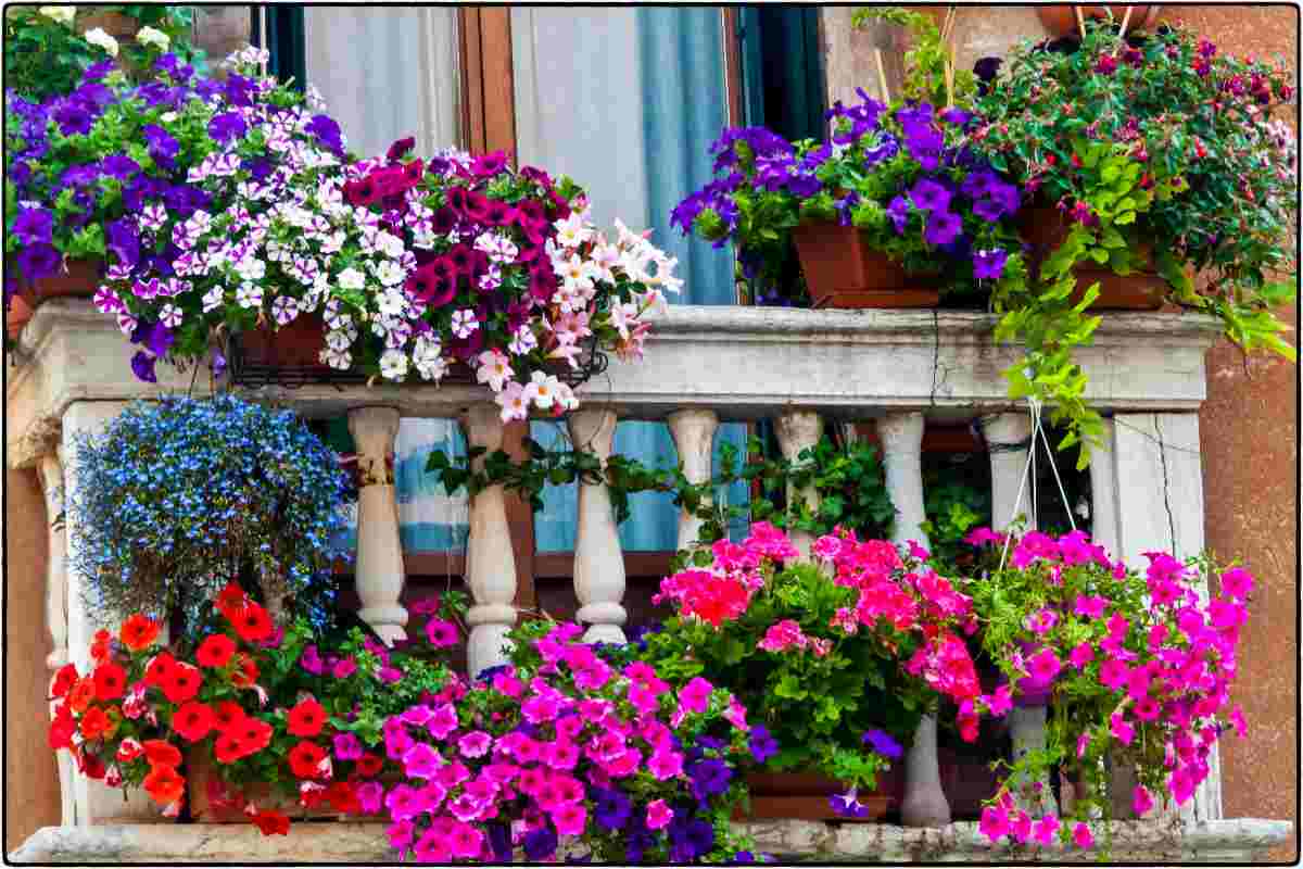 Balcone fiori e piante da comprare