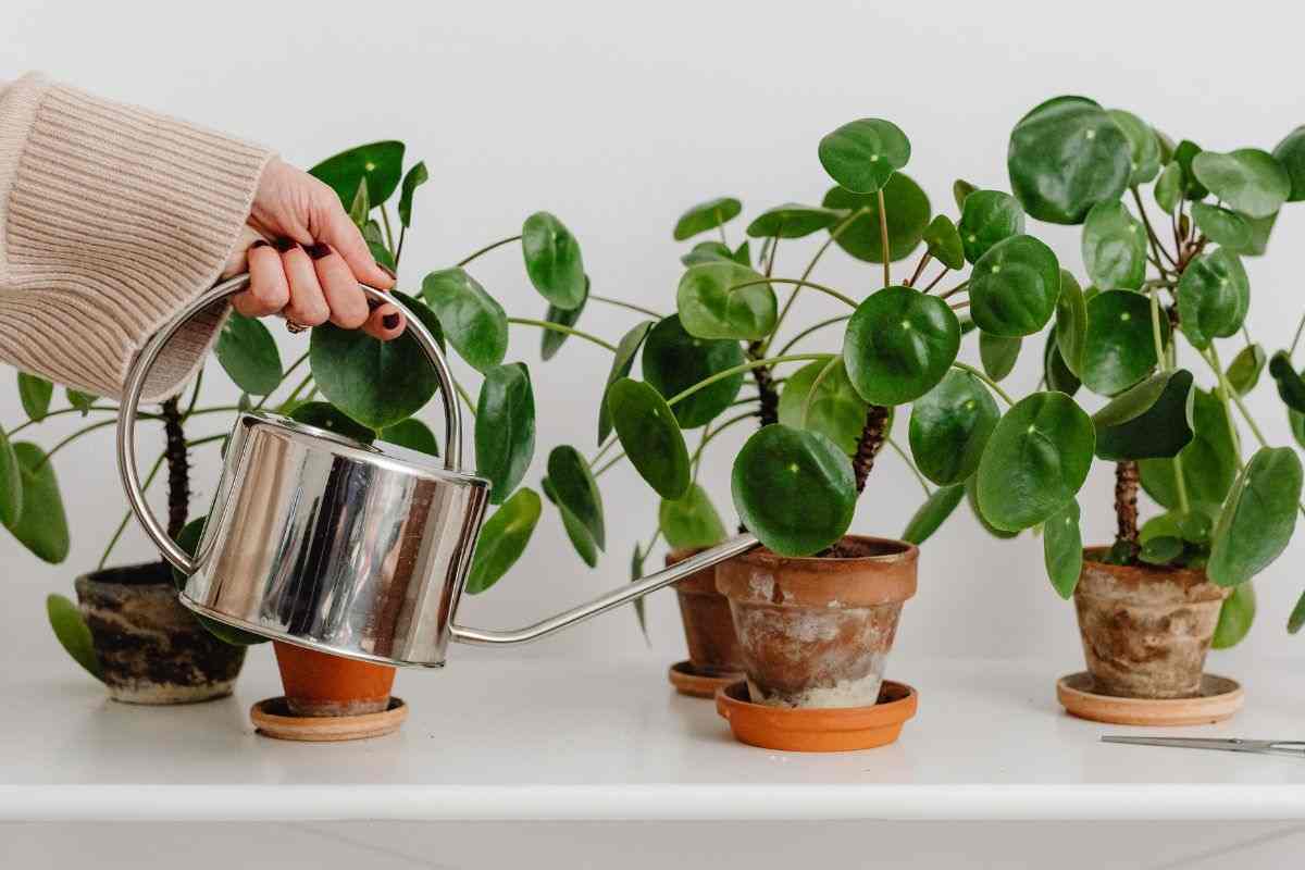 design rivoluzionario piante