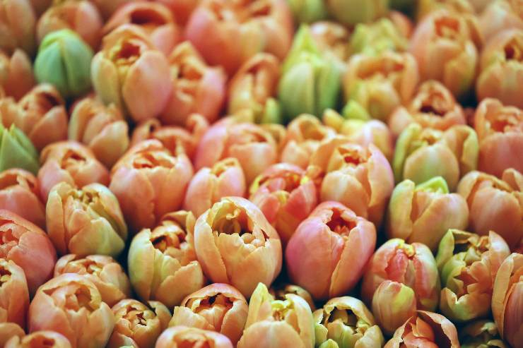 tulipani basso costo per primavera balconi