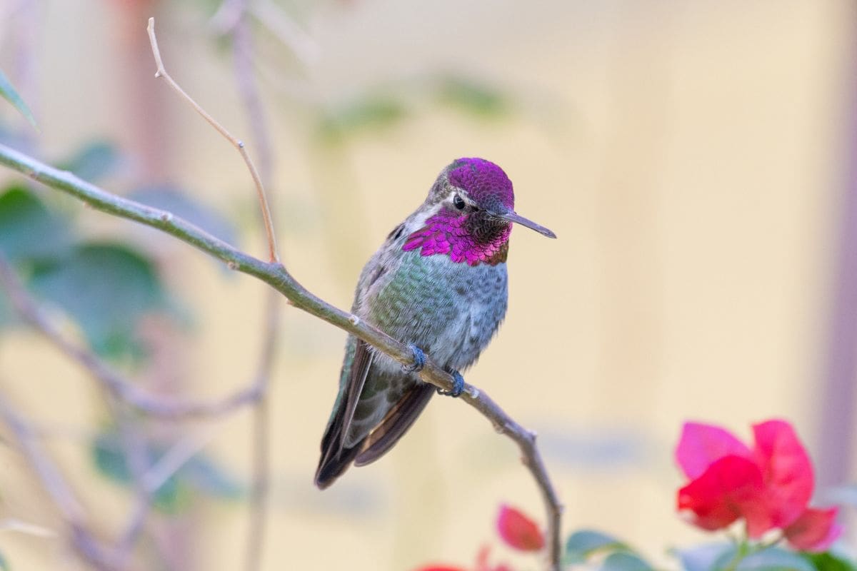 Attira i colibrì in casa