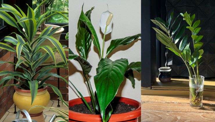 benefici delle piante che purificano l'aria