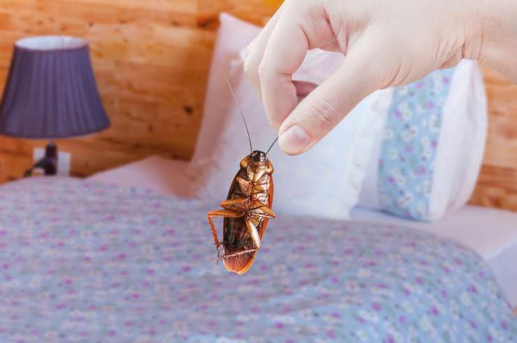 Rimedi contro gli scarafaggi: scopri come combatterli