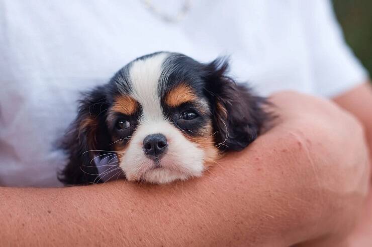 puppy yoga