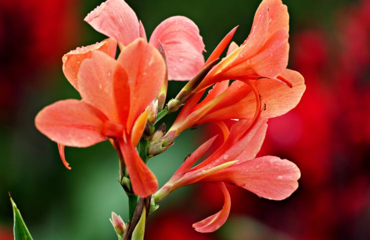 canna in fiore quando piantare i bulbi