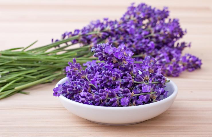 Fiori di lavanda