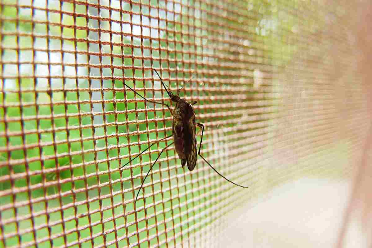 Io la zanzariere me la sono fatta in casa: così mi sono salvato l'estate