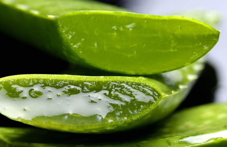 Aloe vera contro l'umidità 