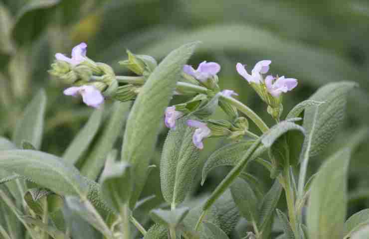 salvia