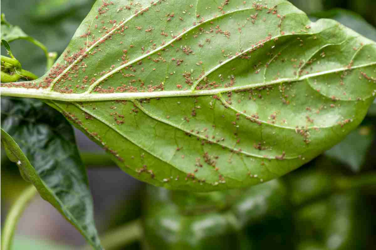 Cosa spruzzare alle piante per gli insetti?