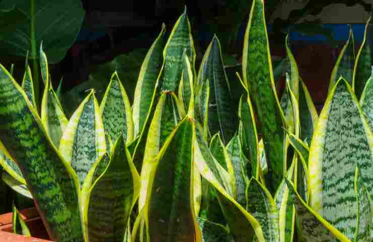 sansevieria