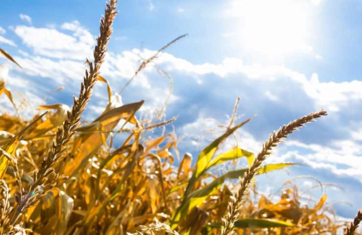 Caldo record, siamo tutti in pericolo 